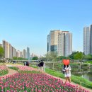 덕천교_하 | 우리 동네 튤립 명소 :: 안양천 튤립 실시간 개화상황 만개