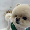 아지묭실 이미지