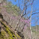 진달래산천 이미지