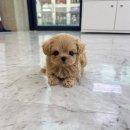 몽냥몽냥 | 몽냥몽냥김포점 vs 일반 애견샵, 뭐가 다를까? 🐶✨