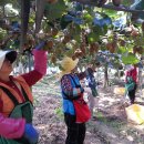 참다래농장 이미지