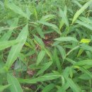 나는댕댕이다 이미지