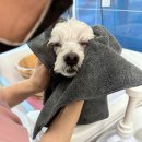 그루밍베베 이미지