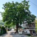 구로-신도-구로-1866 | 충남 아산 공세리성당 뚜벅이로 가는법 우리나라 가장 아름다운 성당 충남아산명소
