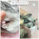 아토그루밍 | [창원고양이미용] 아토와 탄이의 미용후기✨