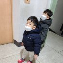 낙동강산오리 이미지