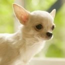 예쁜강아지 이미지