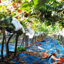 진고개농장 이미지