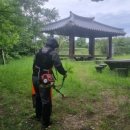 명월 팽나무군락 이미지