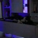 배선생펫스토리동물병원 이미지