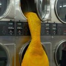 드림세탁소 이미지