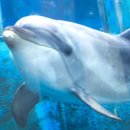 장생포고래박물관 이미지