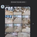 가치있개 반려견 유치원 이미지