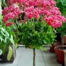 (봄맞이) 홈가드닝 이미지