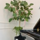 도도 피아노교습소 이미지