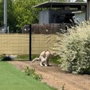 멍멍분식 이미지