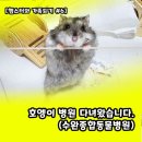 특수동물 행동정신병원 | [햄스터와 가족되기 #6] 호엥이 병원 다녀왔습니다.(수완종합동물병원)
