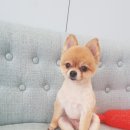 벨라 펫샵 이미지