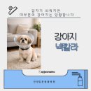 안양김준동물병원 | 강아지에게 넥칼라 적응시키기 관양동 동물병원 [안양김준동물병원]
