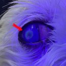 레오동물병원 이미지