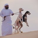 프라임 도그 이미지