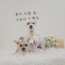 땡자네 묭실 이미지