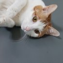 다이소대구세천지구점 | 일기 | 대구 세천늪 튤립