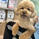 용원동물병원 | 강아지 스케일링 후기 [비용/스케일링주기/금식] : 진해 용원 다올동물병원