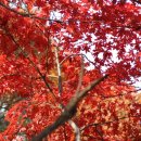 지리산 단풍비 이미지