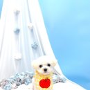 견생의하루 펫살롱 일산본점 이미지