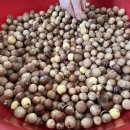 정현시래기 이미지