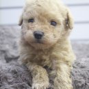 셰퍼트 분양 | 영등포강아지분양 얘기해볼게요