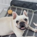 개스트하우스 이미지