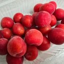 오남매농장 이미지