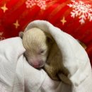 천하동물약품 이미지