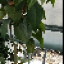 미국 동백꽃 명:조슈아 이 요츠 에 붉은머리 오목눈이 아가새가 무럭 크고있어요 이미지