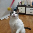 그루밍차차 이미지