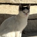 갈매기 참숯파티 이미지