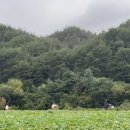 나영이네