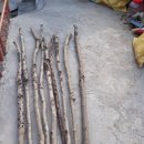 연수목(감태나무) 지팡이 판매 이미지