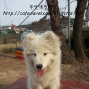 부산애견대학 이미지