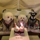 멍냥디저트 이미지