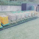 김포시뉴리틀야구단