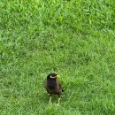 양프로골프스쿨 | 김형근골프스쿨 방콕 여름 캠프 훈련 후기 2편 : 3일간 캠프의 솔직 소회