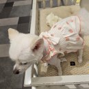 멍멍나래 장현점 이미지