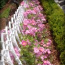 조선대(장미원) 이미지