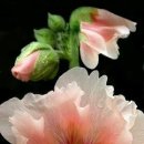 보테니컬아트 이미지