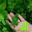 산촌집 - 노원구 중계로6가길 19 | 산촌집
