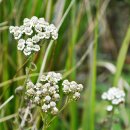 바람따라 이미지