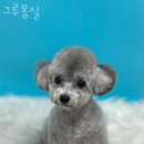 그루몽실 이미지